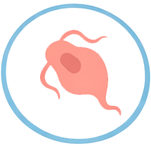 Trichomoniasis